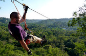 Flying Fox