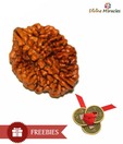 Divine Miracles Natural Two Face Rudraksha