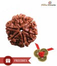 Divine Miracles Natural Six Face Rudraksha
