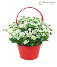 Flowers Boutique Beautiful White Daisies Arrangement