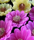 Litstick Floating Royal Sunflower Candle- Set of 2