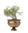 Live n Style Striking Antique Brass Finish Large Planter