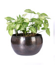 Live n Style Copper Finish Small Iron Planter