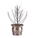 Live n Style Planter With Tree