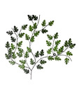 Live n Style Charming Leafy Iron Wall Decor
