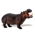 Safari Ltd Wildlife Wonders Hippo