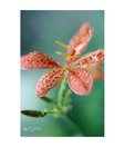 Artjini Red Flower Close-up Painting