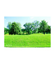 Artjini The Green Landscape Painting