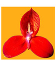 Artjini Red Trillium On Yellow Background Painting