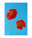 Artjini Duo Red Poppy Painting