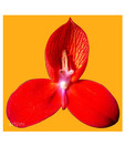 Artjini Red Trillium On Yellow Background Painting