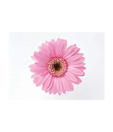 Artjini Pink Gerbera On White Background Painting