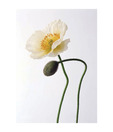 Artjini White Poppy Painting