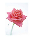Artjini Pinky Rose Painting