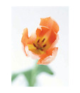 Artjini Orange Flower Close-up Painting