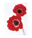 Artjini Red Poppy Painting
