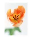 Artjini Orange Poppy Painting