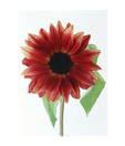 Artjini Bright Red Gerbera Painting