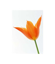 Artjini Orange Poppy Painting