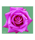 Artjini Rose Flower Close-up Painting