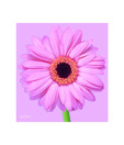 Artjini Pink Gerbera On Pink Background Painting