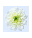 Artjini White Flower Close-up Painting