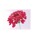 Artjini Pink Flower Close-up Painting