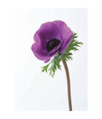 Artjini Purple Poppy Painting