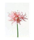 Artjini Pink Wonder Painting