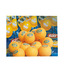 GKI Euro Star Table Tennis Ball  (Pack Of 24 Balls)