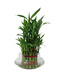 Nurturing Green Lucky Bamboo 3 Layer Plant in Bowl