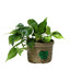 Nurturing Green Philodendron Oxycardium Potted Plant