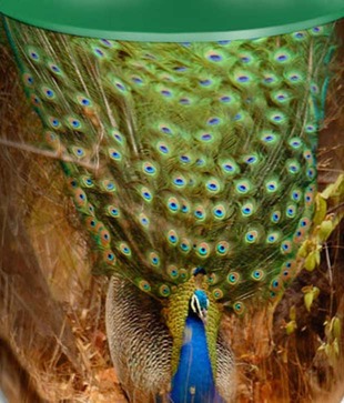 HotMuggs- Wild Focus - Ravishing Beauty